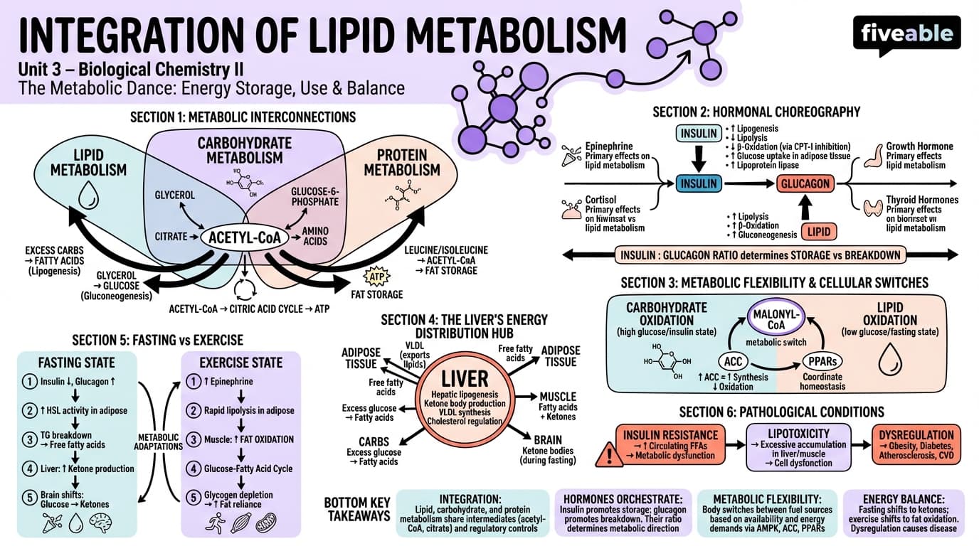 3.5 Integration of lipid metabolism - Biological Chemistry II - Unit 3 visual cheatsheet