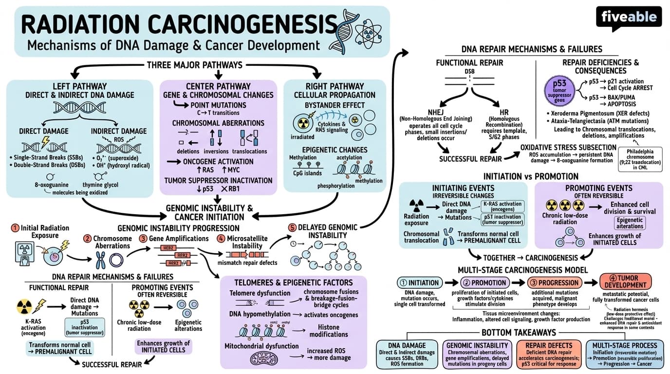12.1 Mechanisms of radiation carcinogenesis - Radiobiology - Unit 12 visual cheatsheet