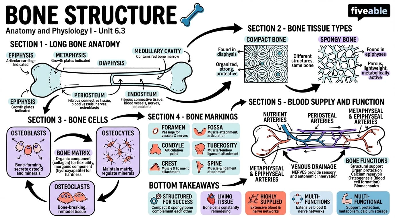 6.3 Bone Structure - Anatomy and Physiology I - Unit 6 visual cheatsheet