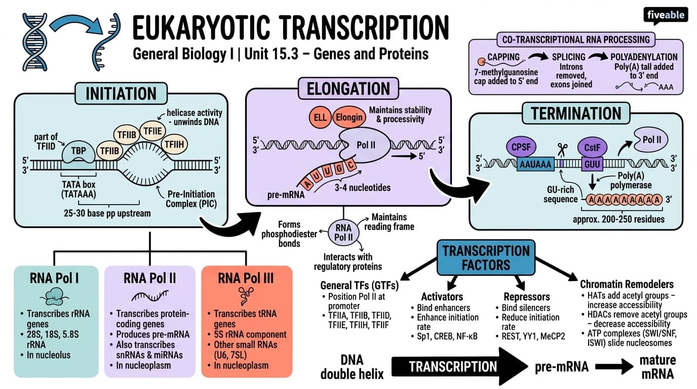 15.3 Eukaryotic Transcription - General Biology I - Unit 15 visual cheatsheet