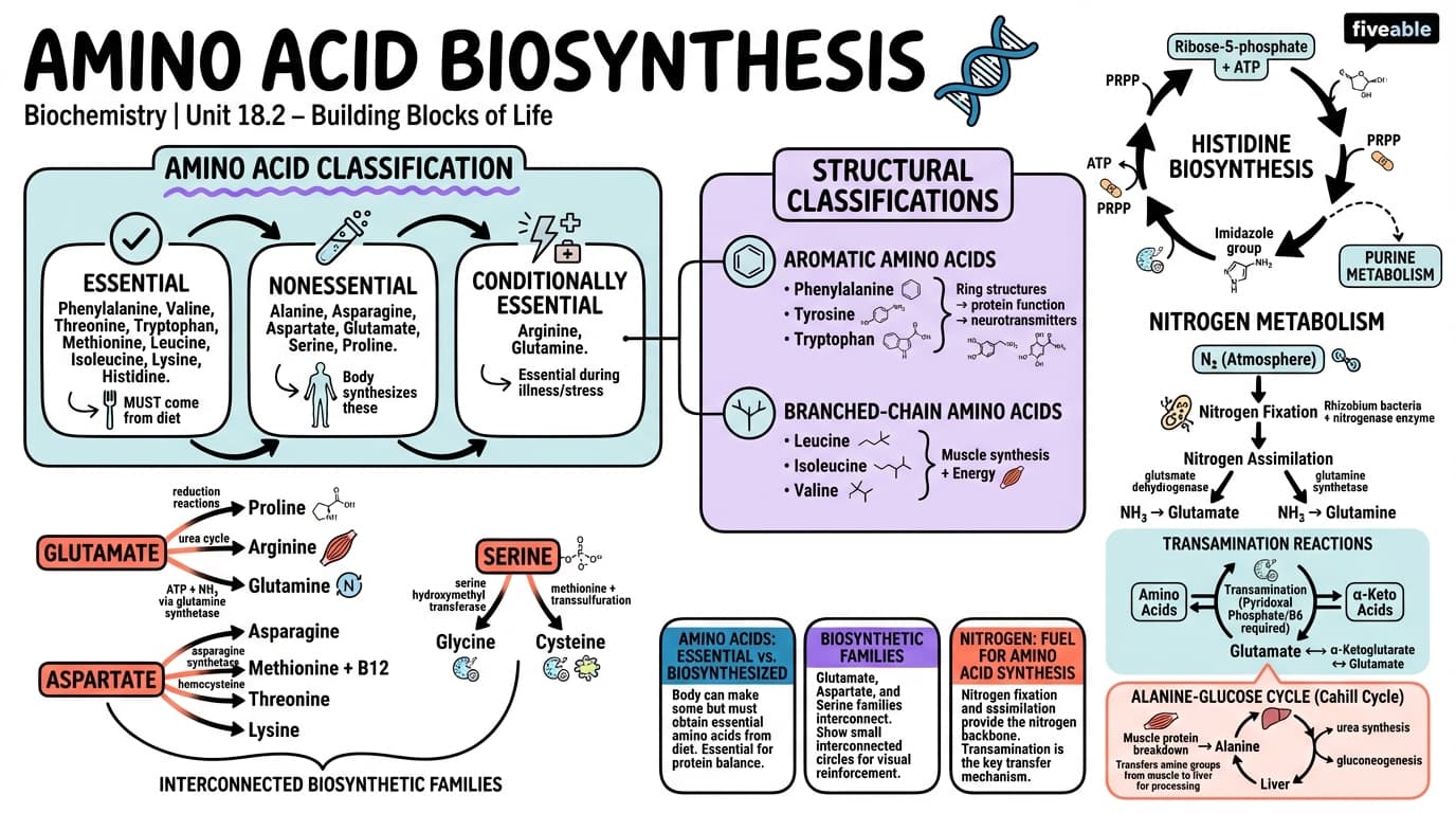 18.2 Amino Acid Biosynthesis - Biochemistry - Unit 18 visual cheatsheet