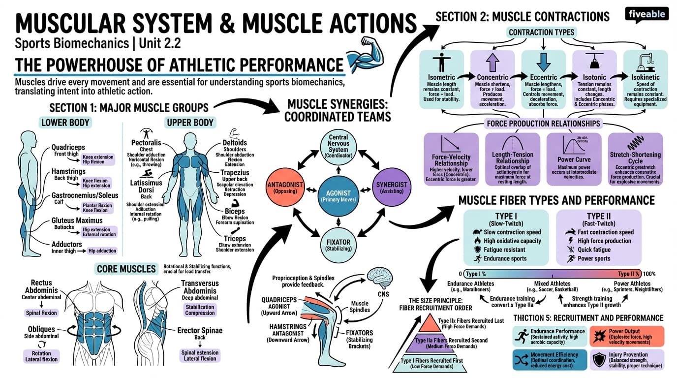 2.2 Muscular system and muscle actions - Sports Biomechanics - Unit 2 visual cheatsheet