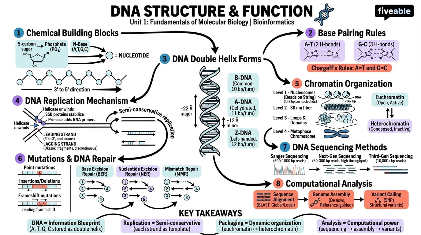 1.1 DNA structure and function - Bioinformatics - Unit 1 visual cheatsheet
