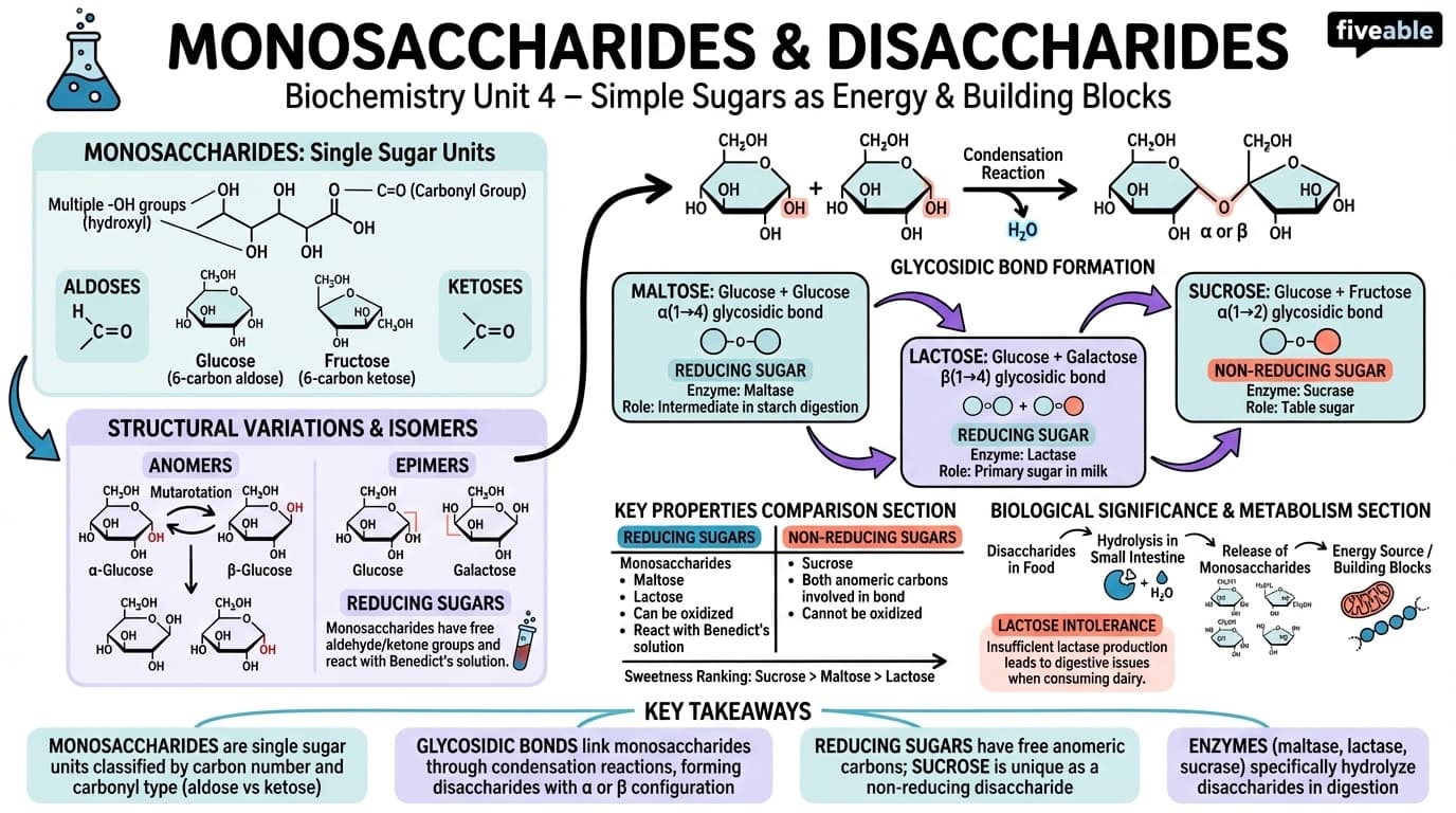 4.1 Monosaccharides and Disaccharides - Biochemistry - Unit 4 visual cheatsheet