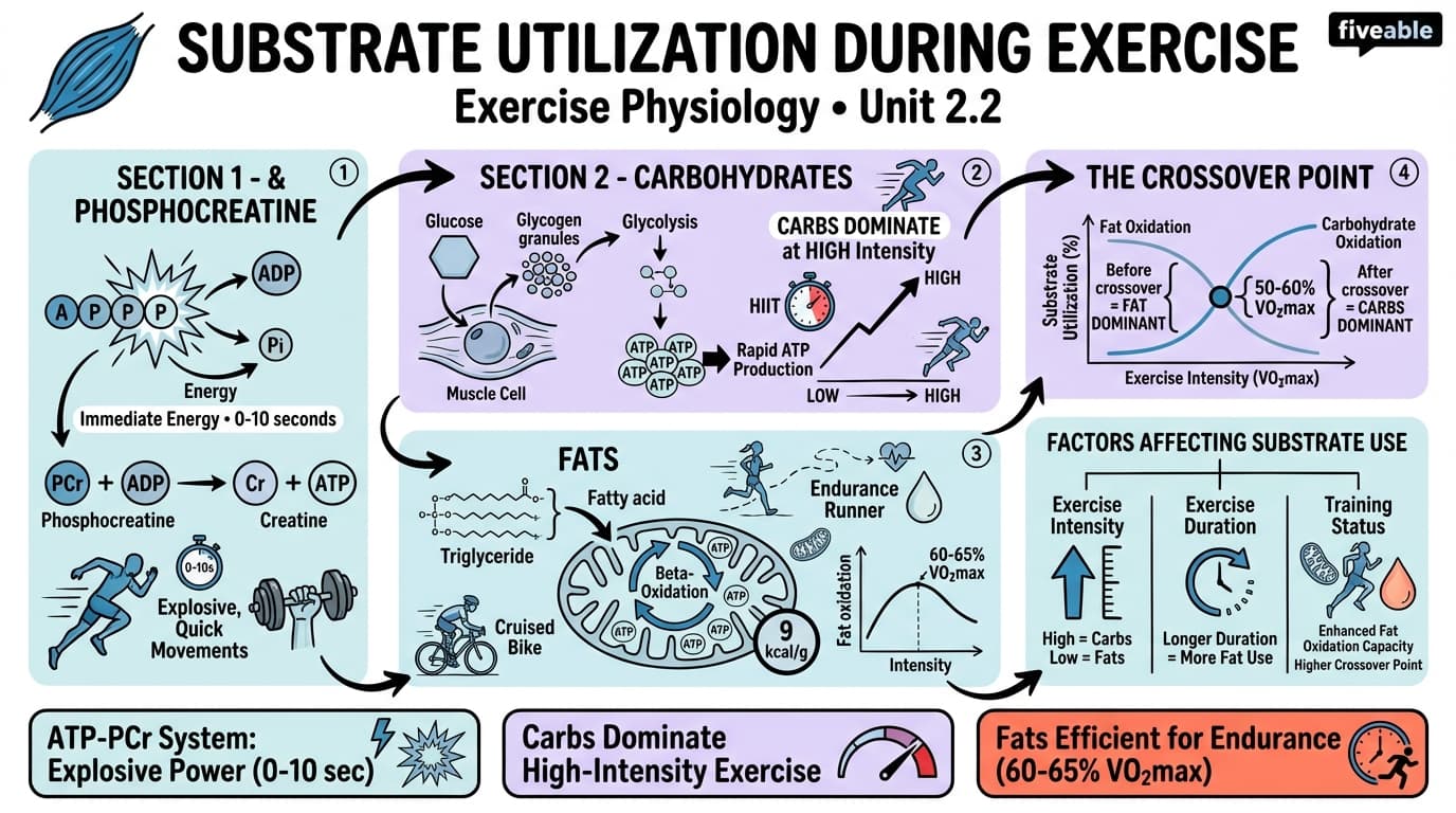 2.2 Substrate utilization during exercise - Exercise Physiology - Unit 2 visual cheatsheet