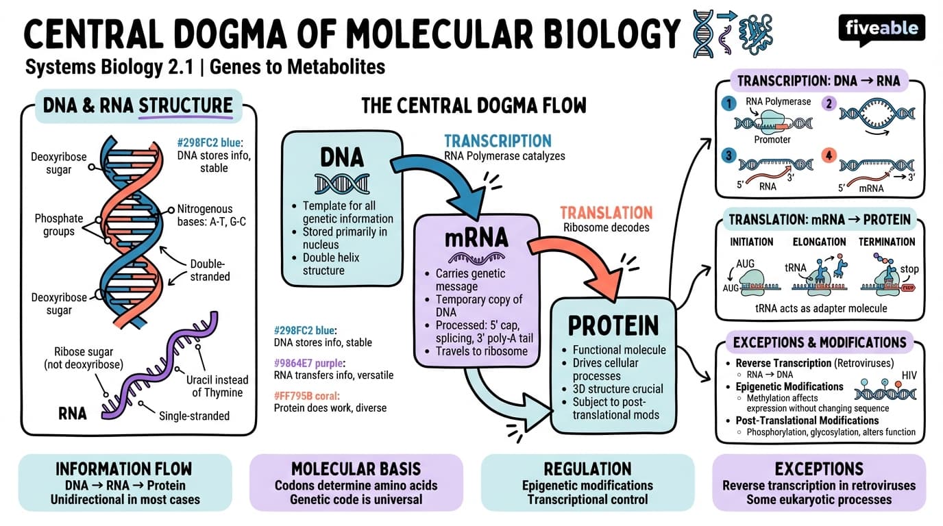 2.1 Central dogma of molecular biology - Systems Biology - Unit 2 visual cheatsheet