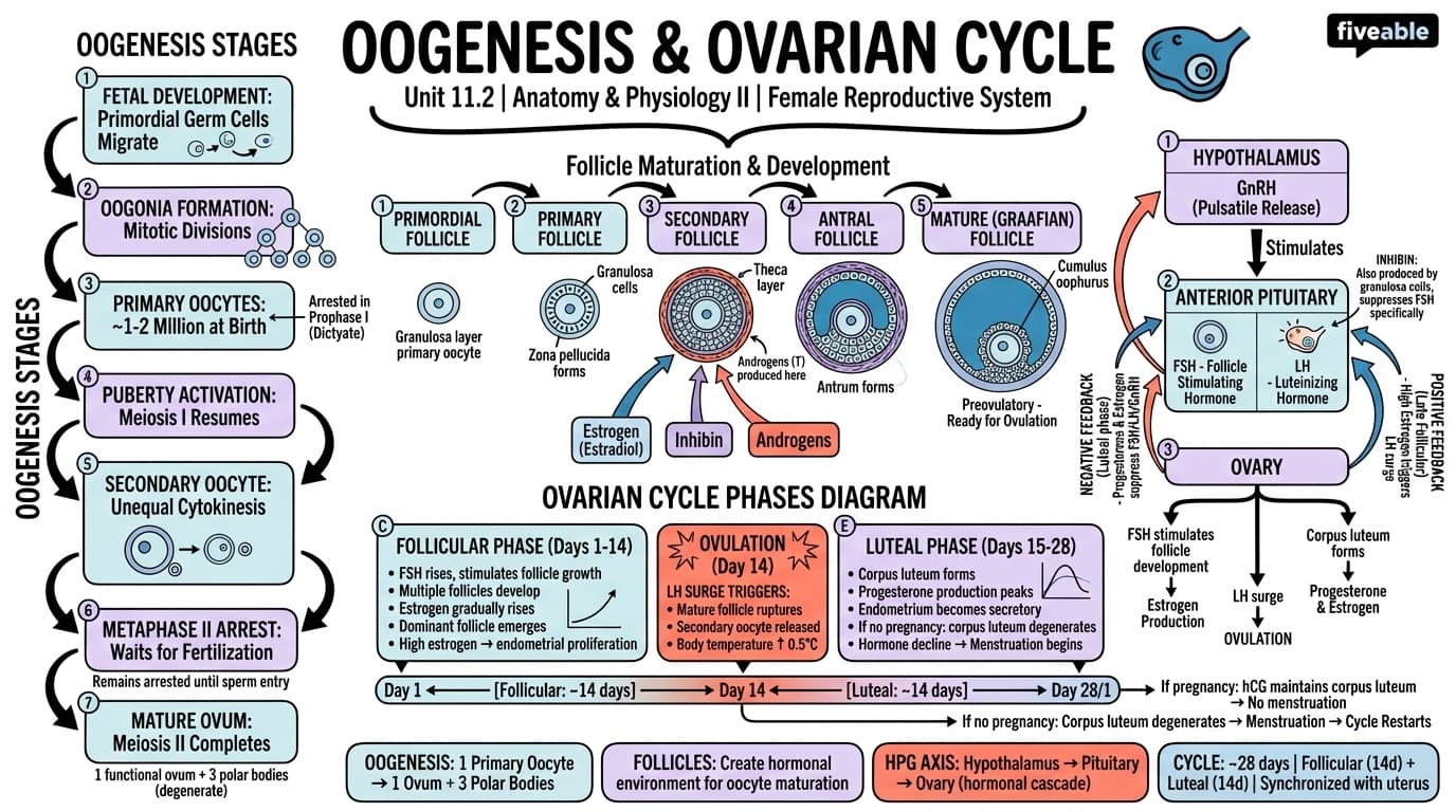 11.2 Oogenesis and Ovarian Cycle - Anatomy and Physiology II - Unit 11 visual cheatsheet