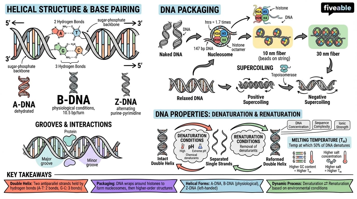 11.2 DNA structure and organization - Biological Chemistry I - Unit 11 visual cheatsheet