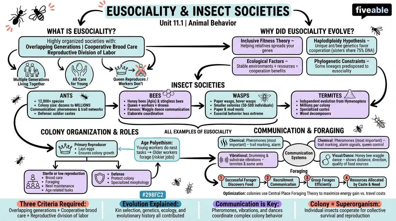 11.1 Eusociality and insect societies - Animal Behavior - Unit 11 visual cheatsheet