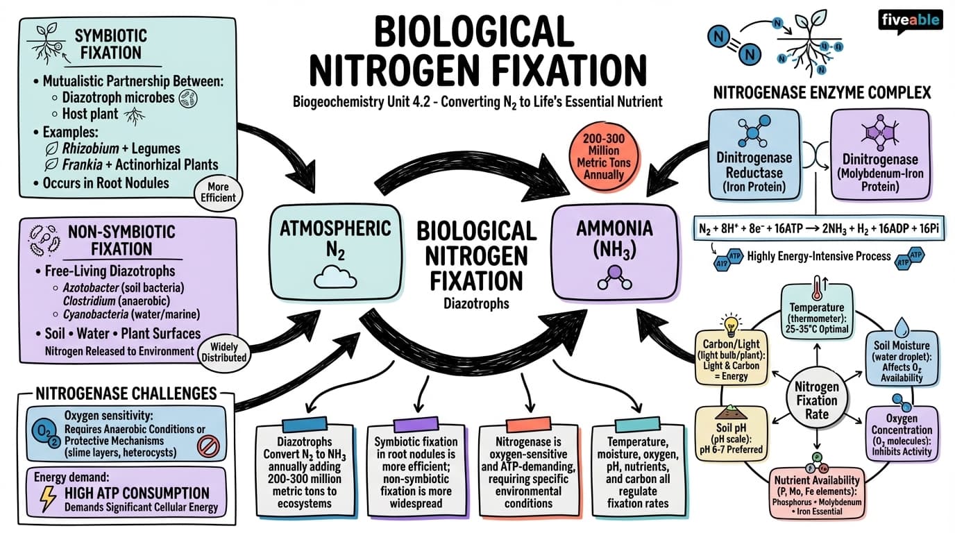 4.2 Biological Nitrogen Fixation - Biogeochemistry - Unit 4 visual cheatsheet