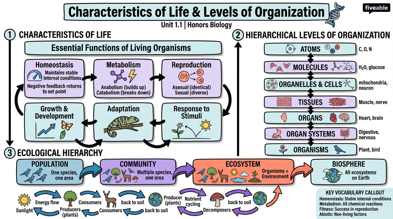 1.1 Characteristics of Life and Levels of Organization - Honors Biology - Unit 1 visual cheatsheet
