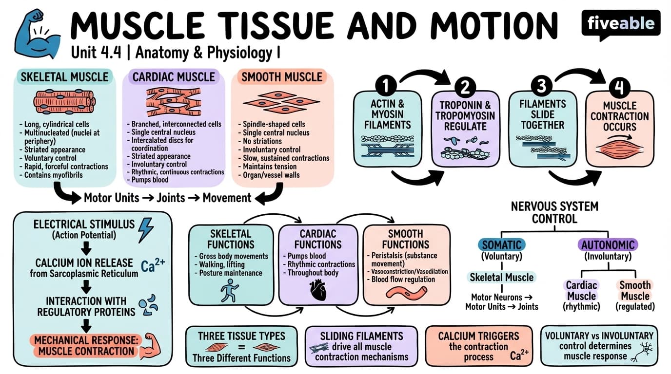 4.4 Muscle Tissue and Motion - Anatomy and Physiology I - Unit 4 visual cheatsheet