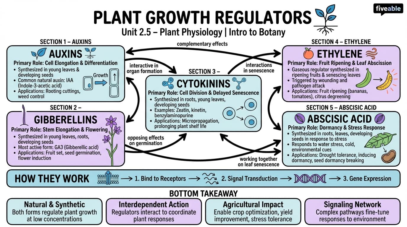 2.5 Plant growth regulators - Intro to Botany - Unit 2 visual cheatsheet