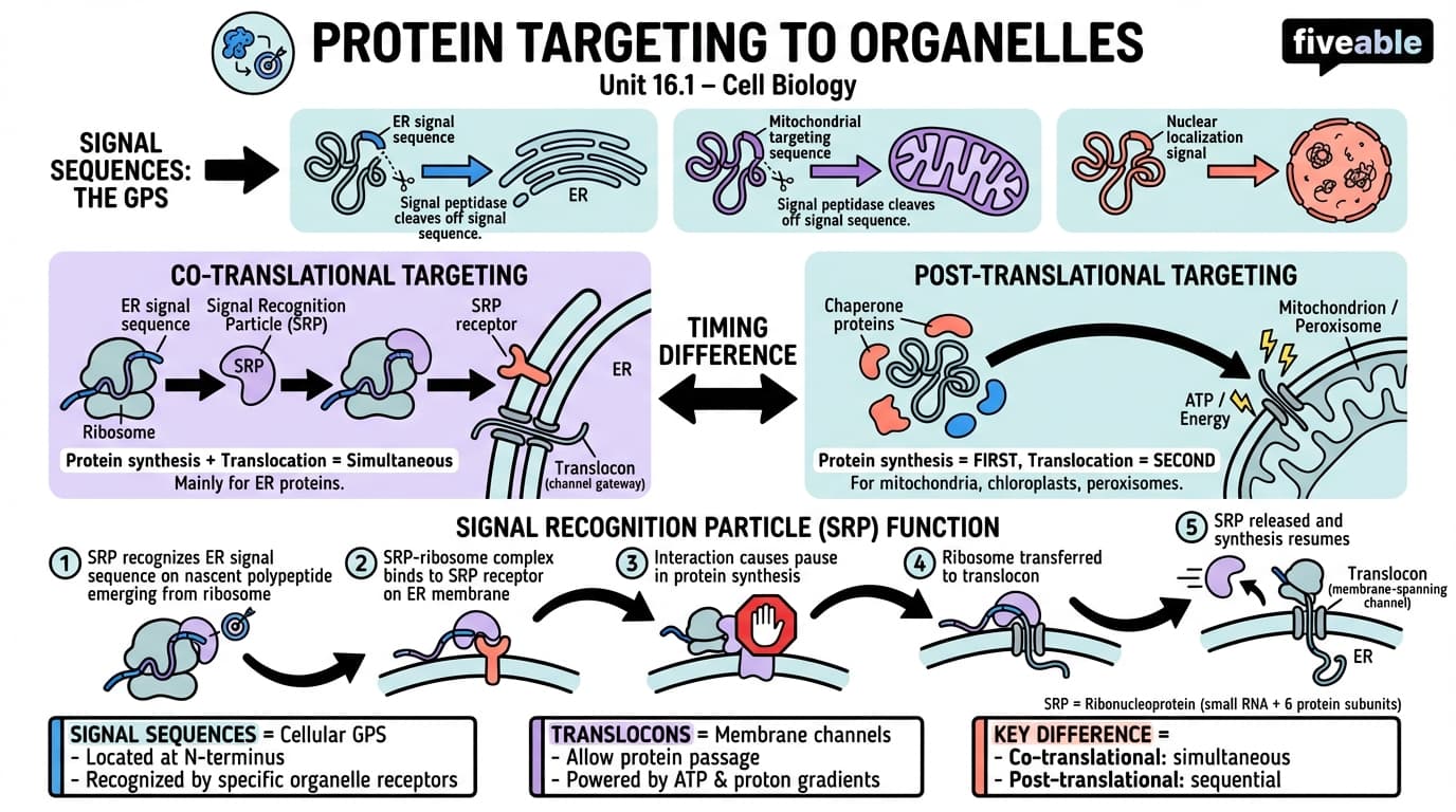 16.1 Protein targeting to organelles - Cell Biology - Unit 16 visual cheatsheet