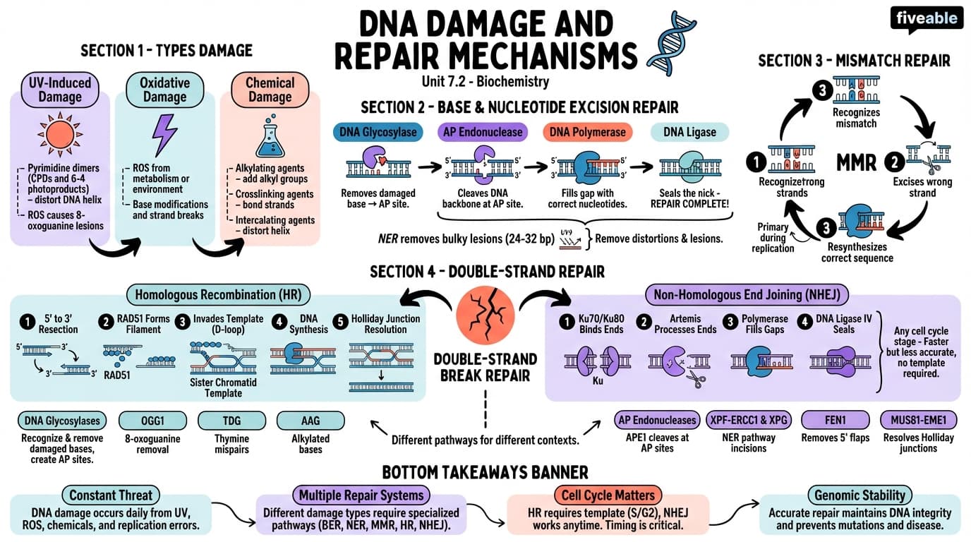 7.2 DNA Damage and Repair Mechanisms - Biochemistry - Unit 7 visual cheatsheet