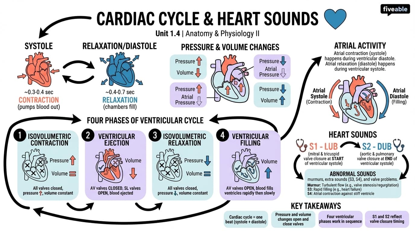 1.4 Cardiac Cycle and Heart Sounds - Anatomy and Physiology II - Unit 1 visual cheatsheet