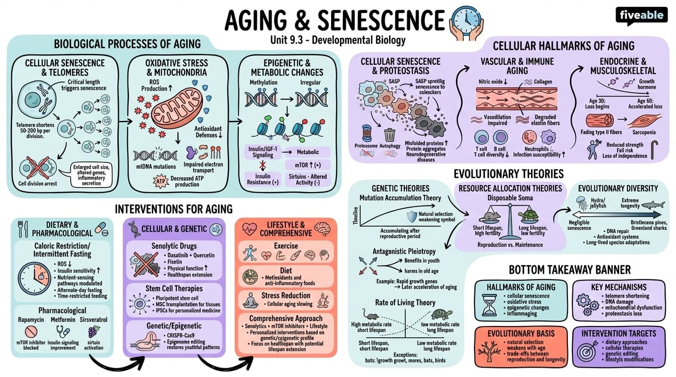 9.3 Aging and senescence - Developmental Biology - Unit 9 visual cheatsheet