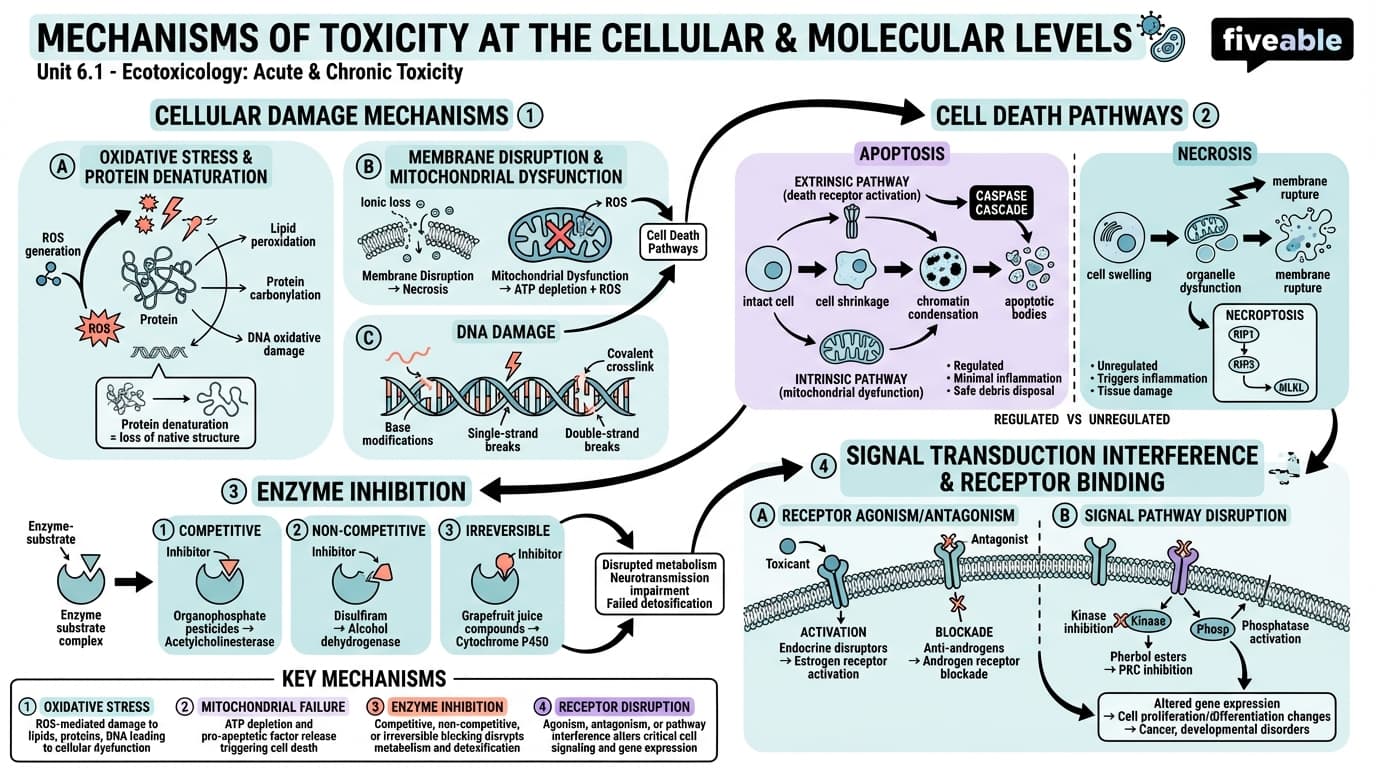 6.1 Mechanisms of toxicity at the cellular and molecular levels - Ecotoxicology - Unit 6 visual cheatsheet