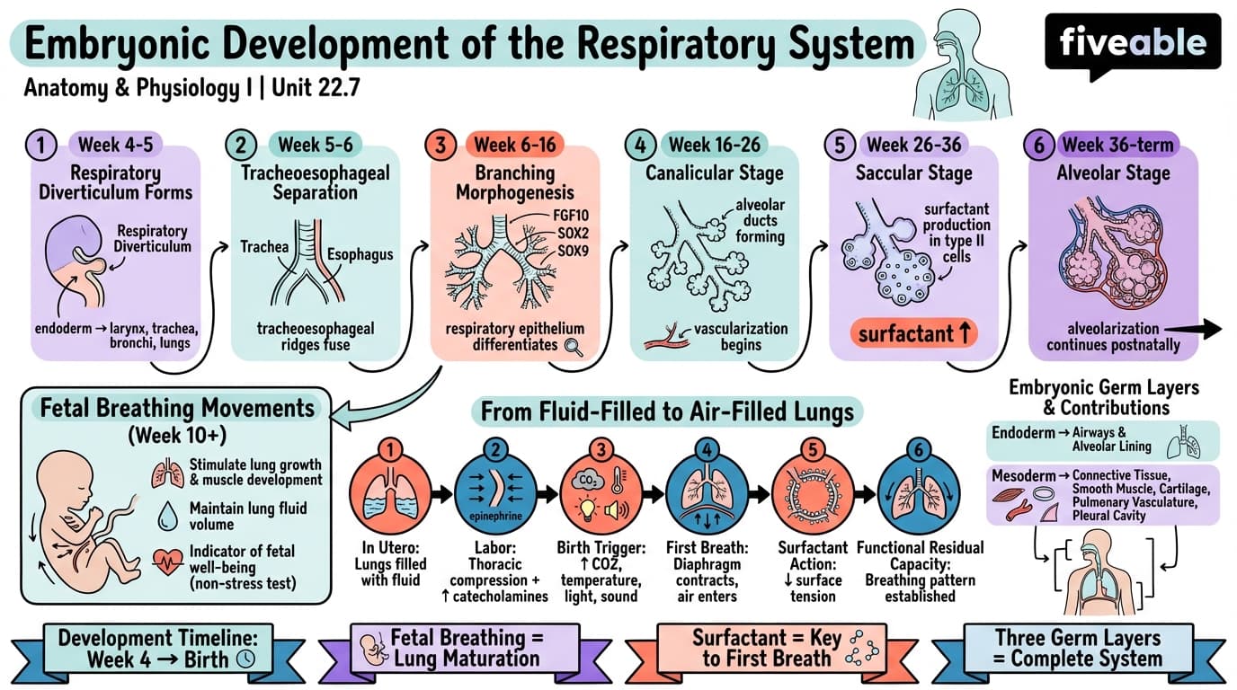 22.7 Embryonic Development of the Respiratory System - Anatomy and Physiology I - Unit 22 visual cheatsheet