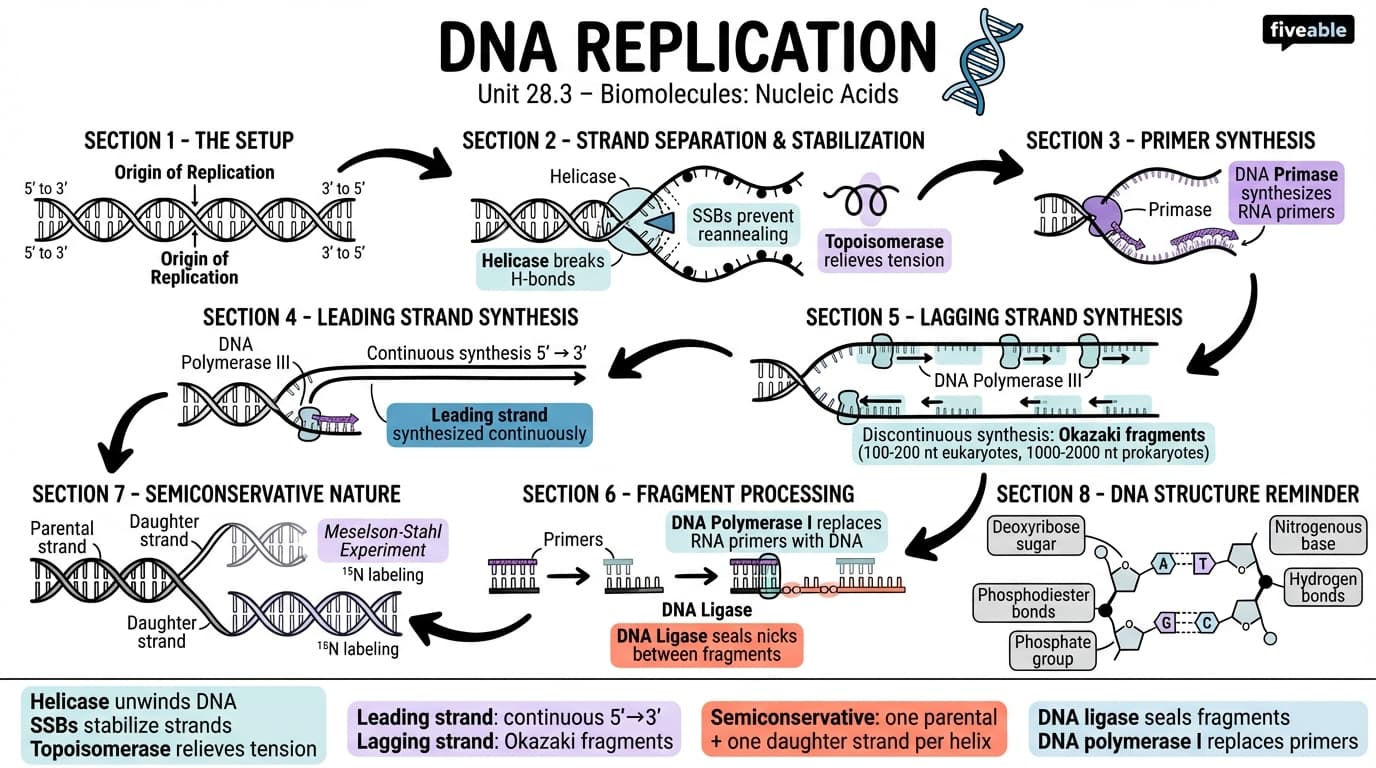 28.3 Replication of DNA - Organic Chemistry - Unit 28 visual cheatsheet