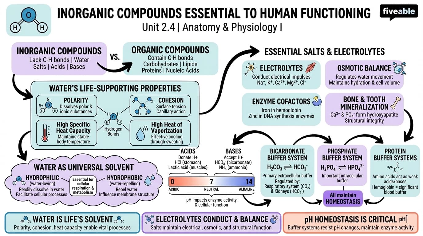2.4 Inorganic Compounds Essential to Human Functioning - Anatomy and Physiology I - Unit 2 visual cheatsheet