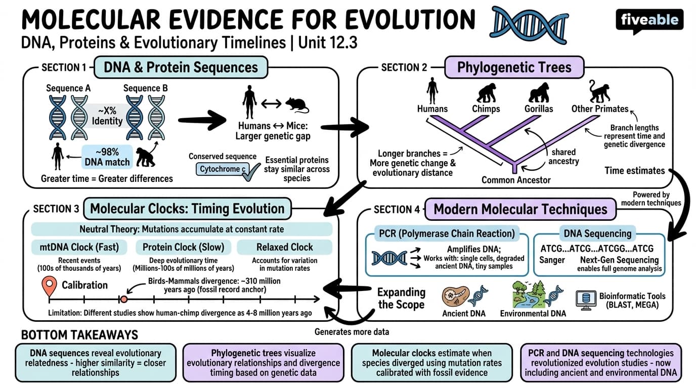 12.3 Molecular Evidence for Evolution - History of Science - Unit 12 visual cheatsheet