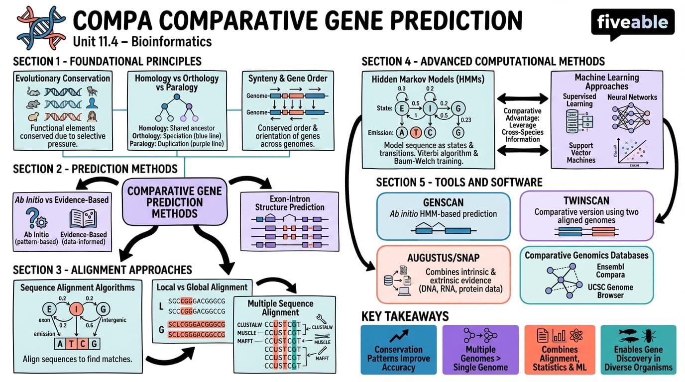 11.4 Comparative gene prediction - Bioinformatics - Unit 11 visual cheatsheet