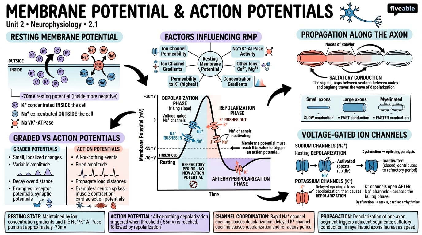 2.1 Membrane potential and action potentials - Intro to Brain and Behavior - Unit 2 visual cheatsheet