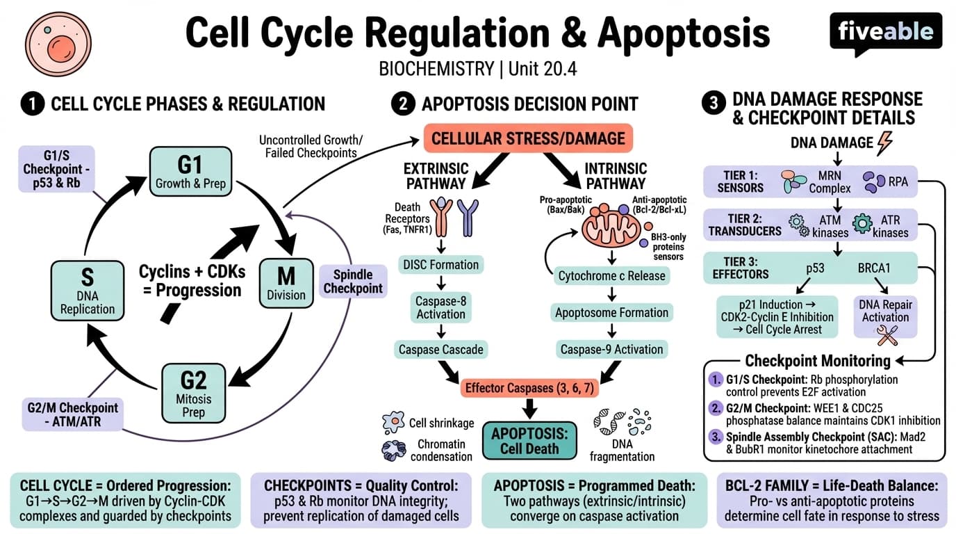 20.4 Cell Cycle Regulation and Apoptosis - Biochemistry - Unit 20 visual cheatsheet