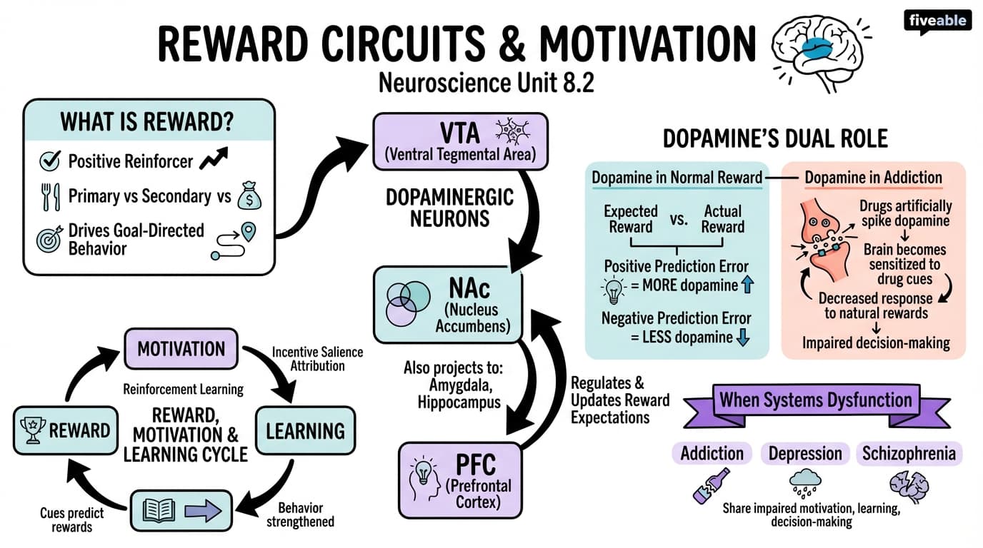 8.2 Reward circuits and motivation - Neuroscience - Unit 8 visual cheatsheet