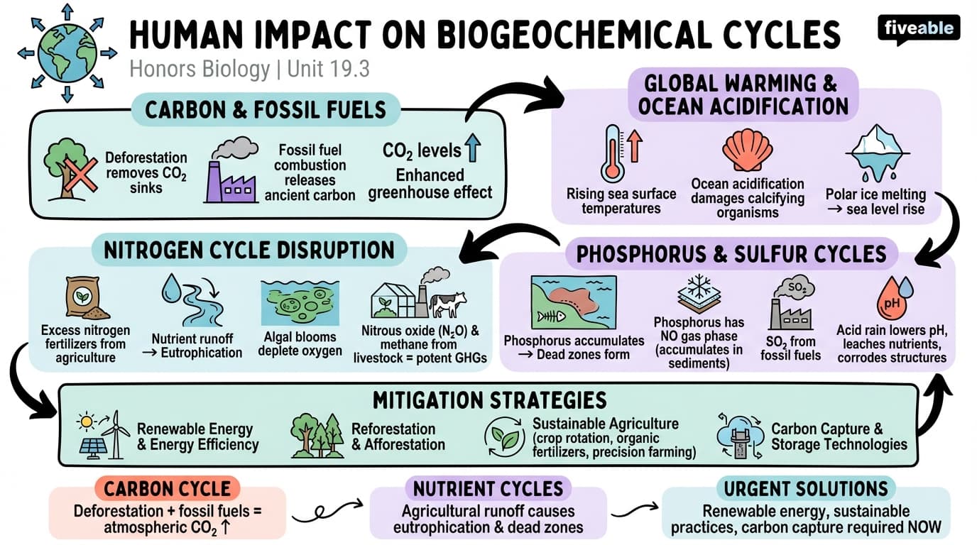 19.3 Human Impact on Biogeochemical Cycles - Honors Biology - Unit 19 visual cheatsheet