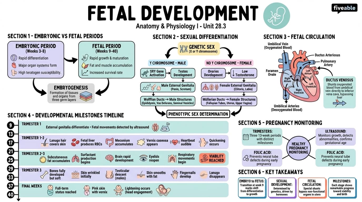 28.3 Fetal Development - Anatomy and Physiology I - Unit 28 visual cheatsheet