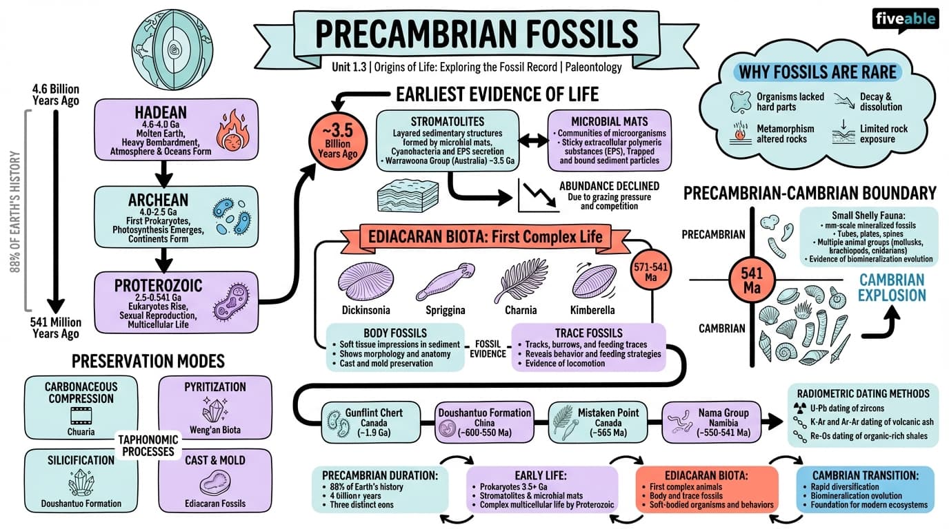 1.3 Precambrian fossils - Paleontology - Unit 1 visual cheatsheet