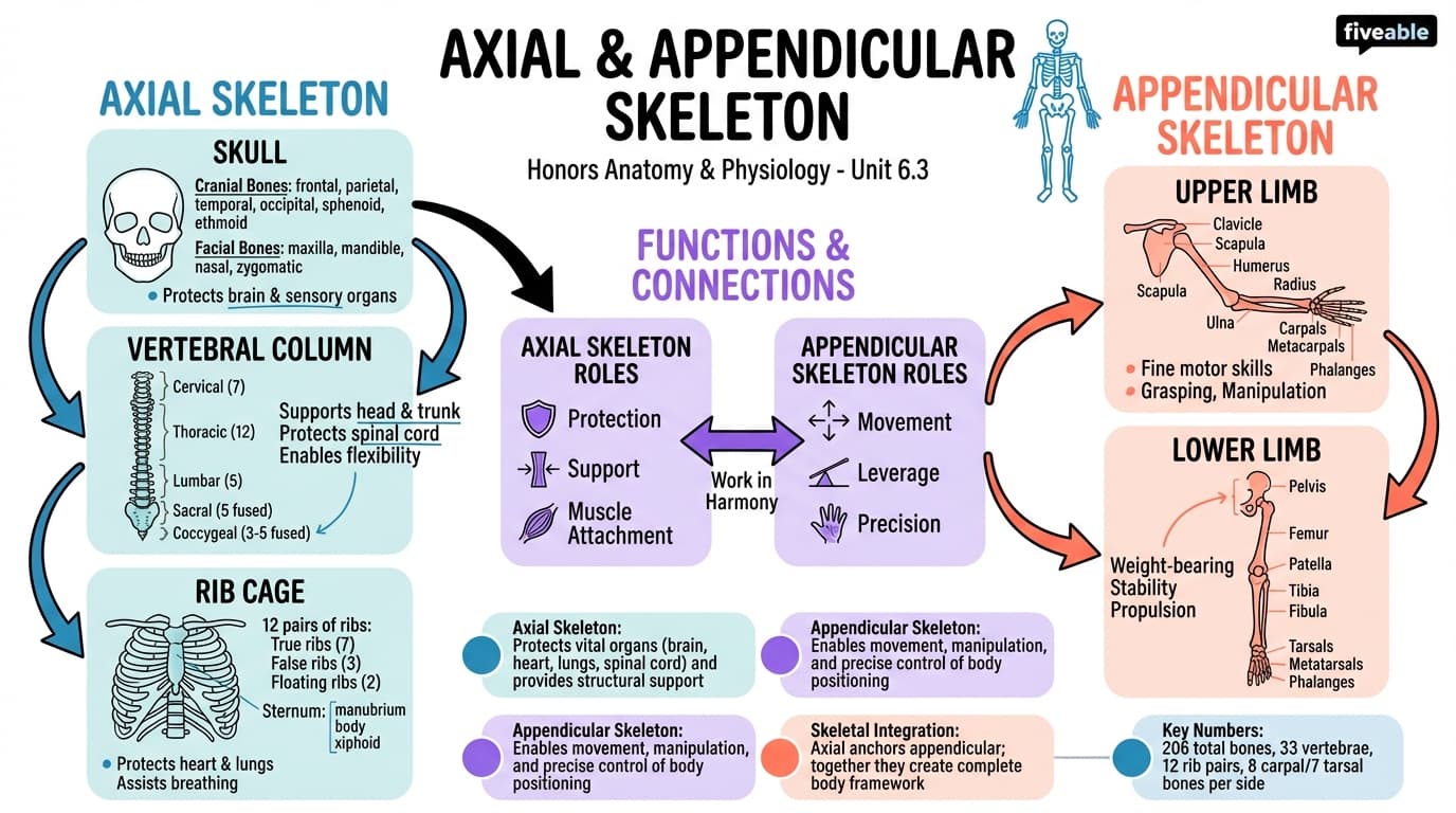 6.3 Axial and Appendicular Skeleton - Honors Anatomy and Physiology - Unit 6 visual cheatsheet
