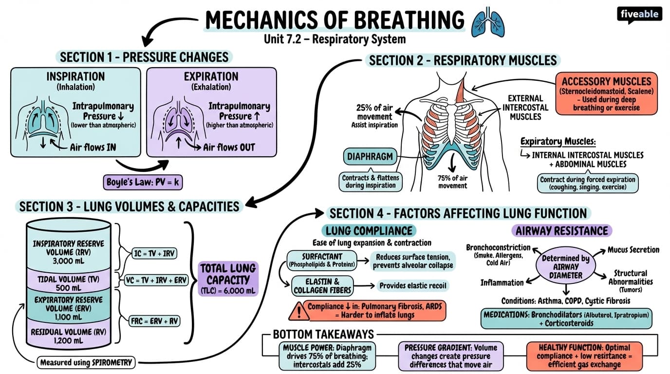 7.2 Mechanics of breathing - Human Physiology Engineering - Unit 7 visual cheatsheet