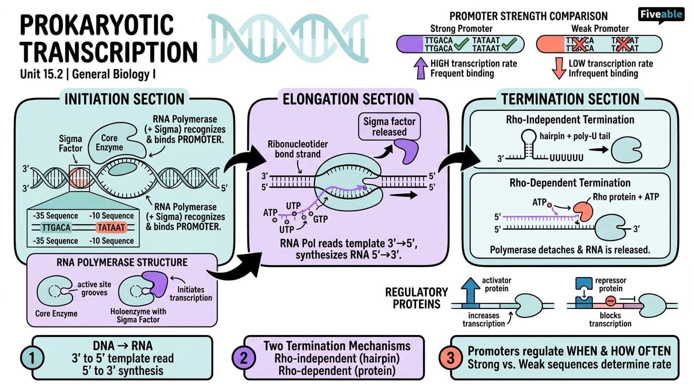 15.2 Prokaryotic Transcription - General Biology I - Unit 15 visual cheatsheet
