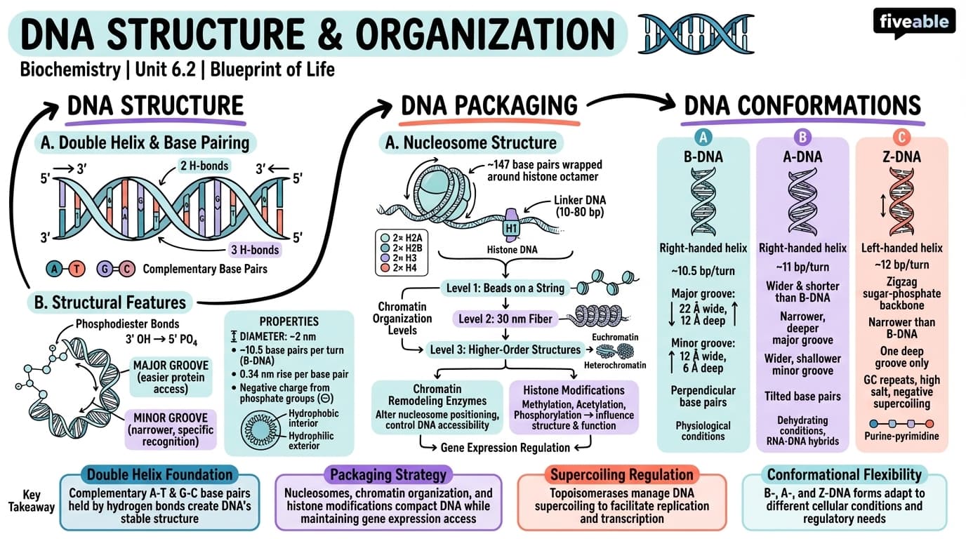 6.2 DNA Structure and Organization - Biochemistry - Unit 6 visual cheatsheet