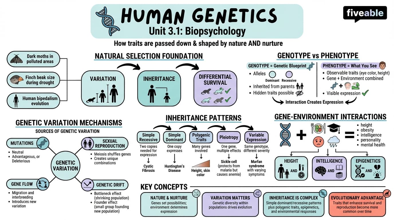 3.1 Human Genetics - Intro to Psychology - Unit 3 visual cheatsheet