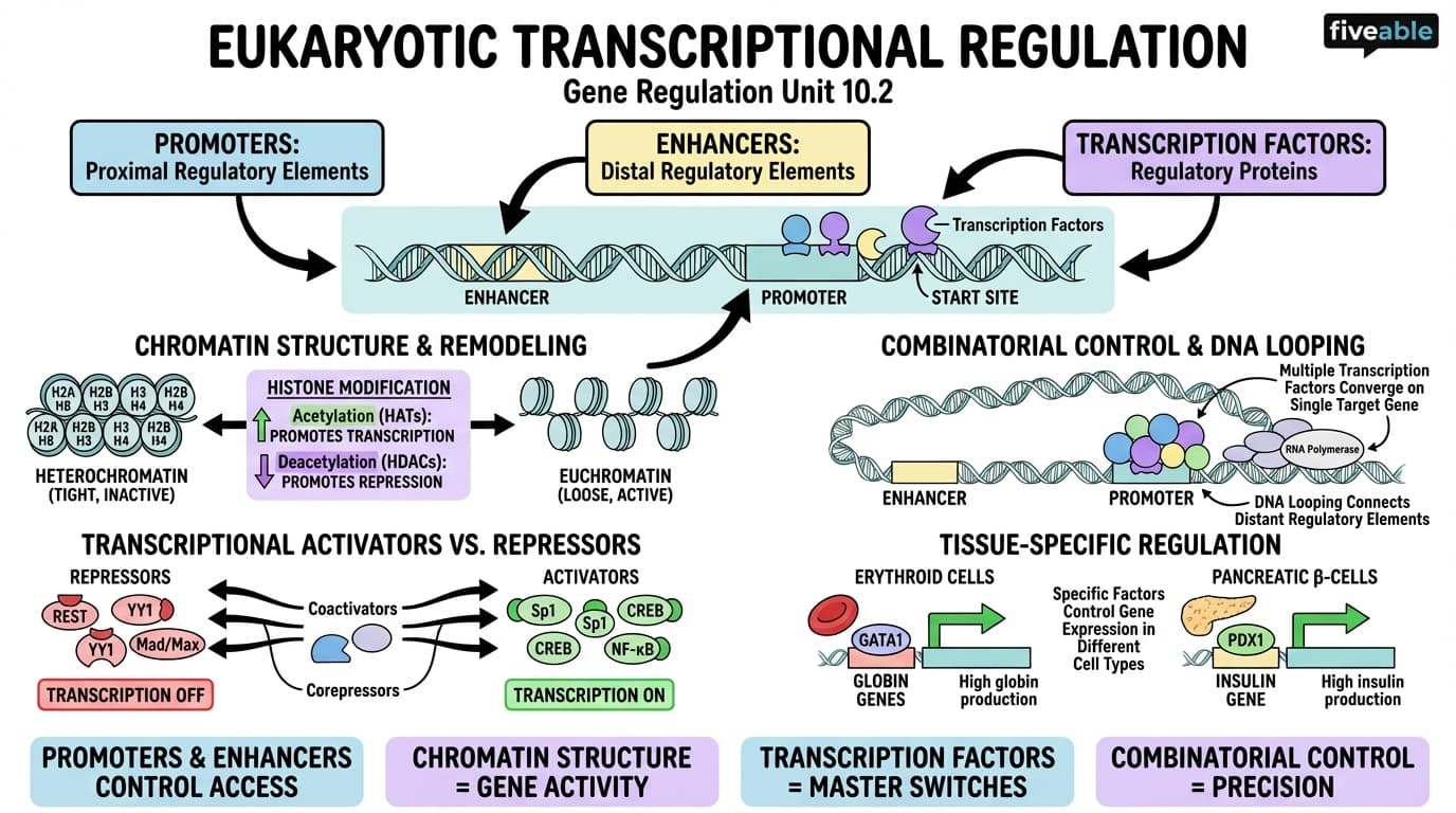 10.2 Eukaryotic Transcriptional Regulation - General Genetics - Unit 10 visual cheatsheet