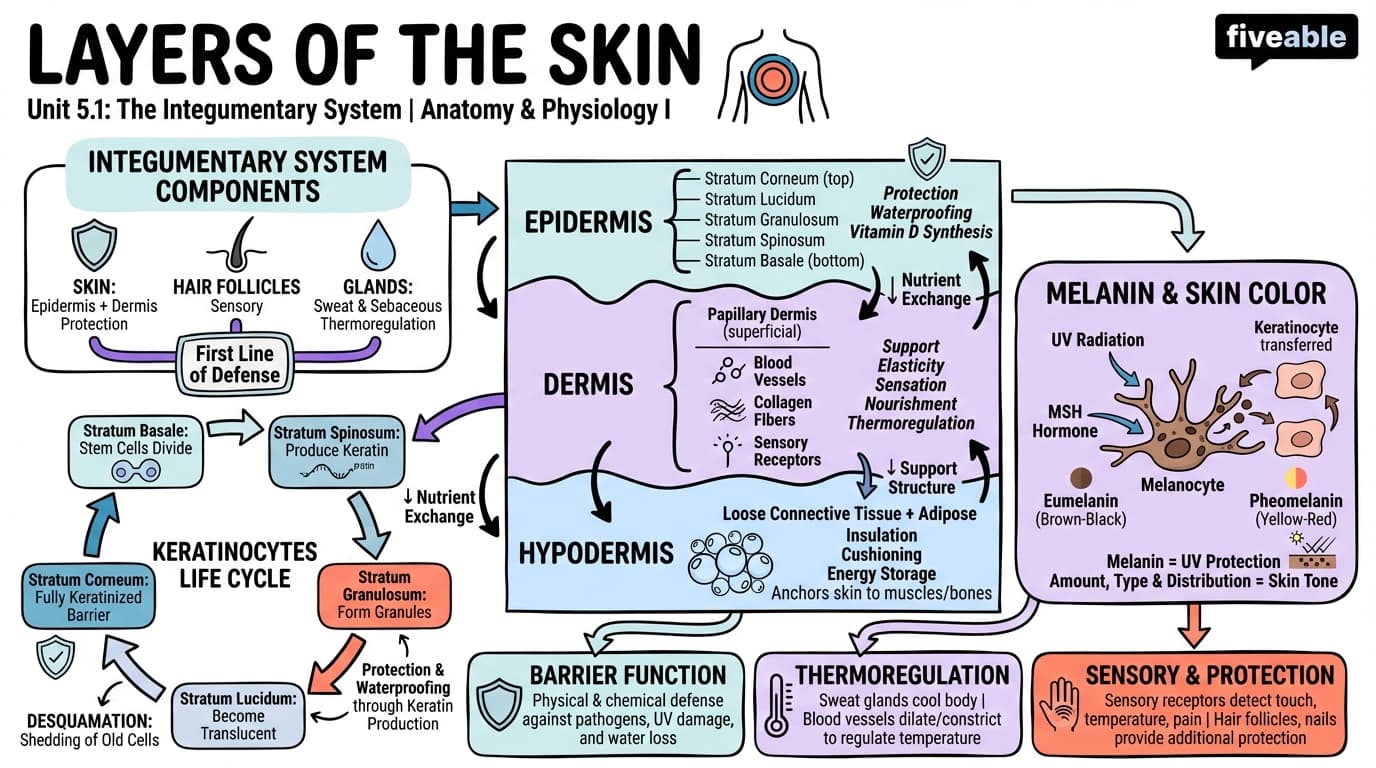 5.1 Layers of the Skin - Anatomy and Physiology I - Unit 5 visual cheatsheet