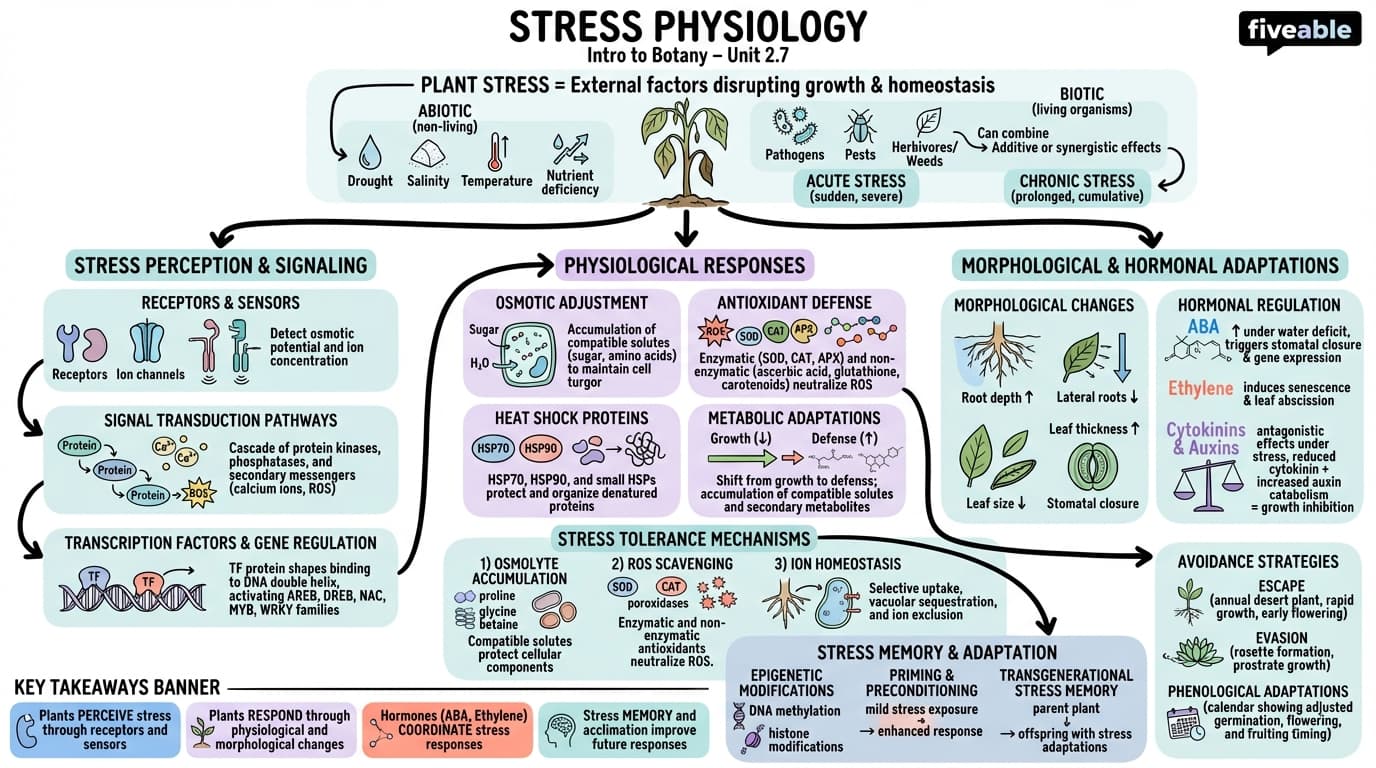2.7 Stress physiology - Intro to Botany - Unit 2 visual cheatsheet