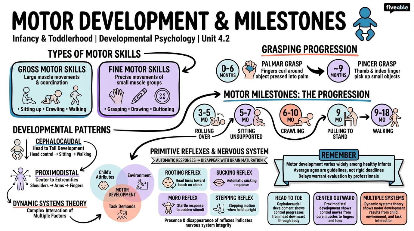 4.2 Motor Development and Milestones - Developmental Psychology - Unit 4 visual cheatsheet