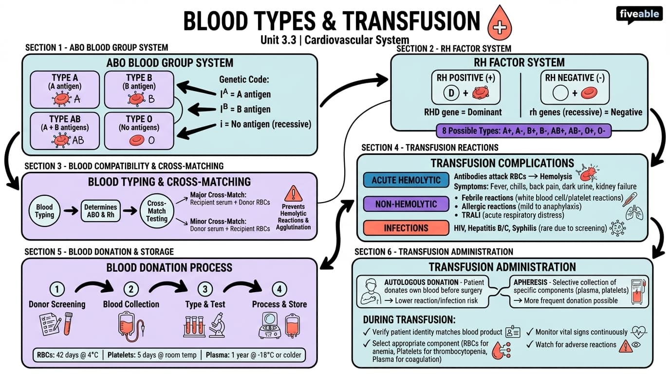 3.3 Blood Types and Transfusion - Anatomy and Physiology II - Unit 3 visual cheatsheet