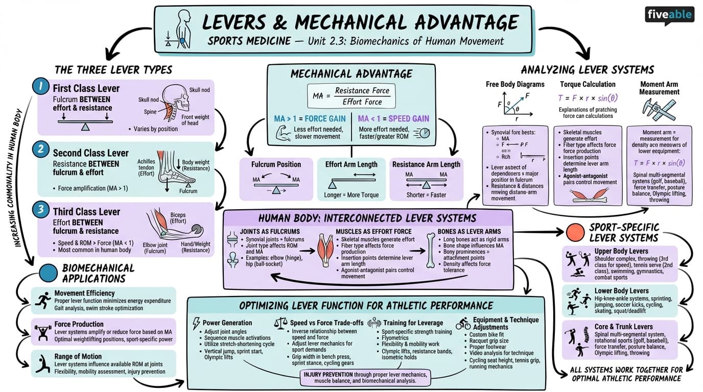 2.3 Levers and mechanical advantage - Sports Medicine - Unit 2 visual cheatsheet