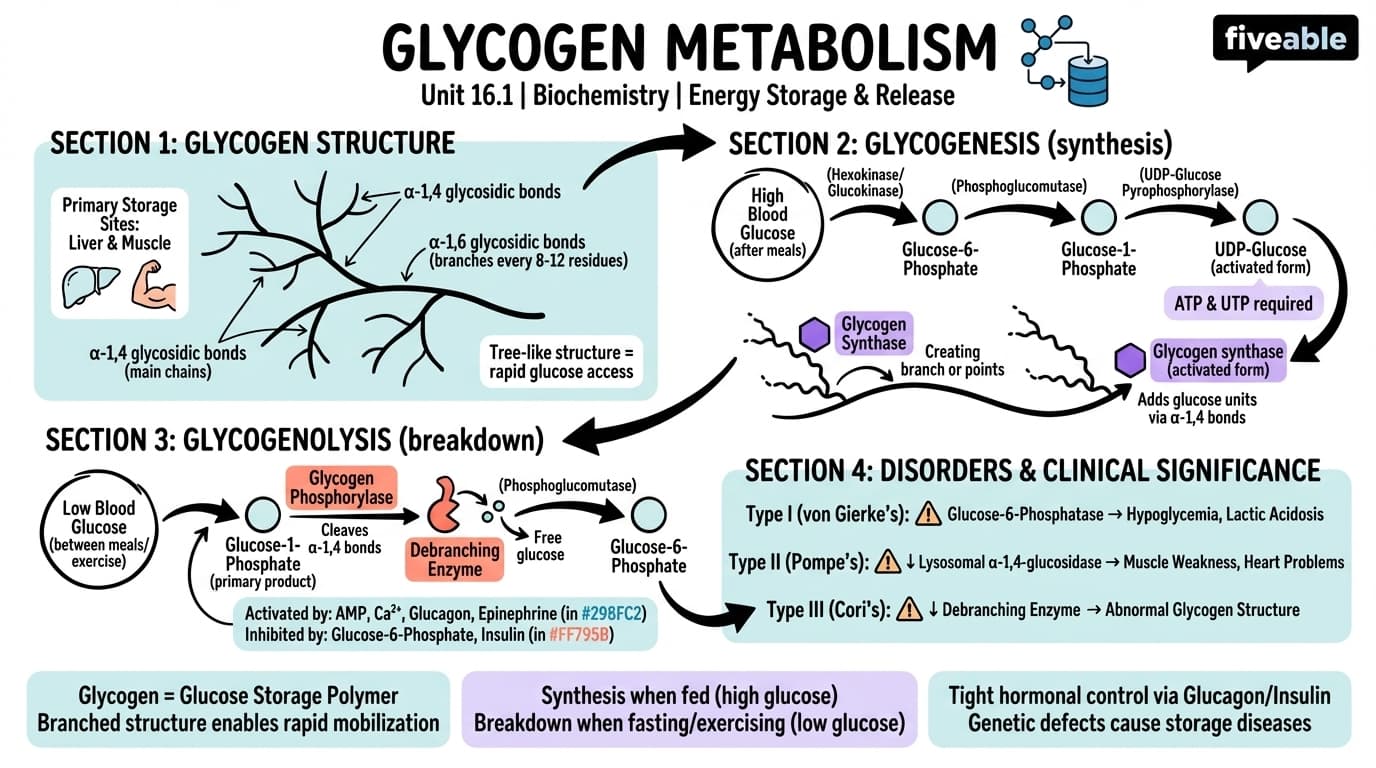 16.1 Glycogen Metabolism - Biochemistry - Unit 16 visual cheatsheet