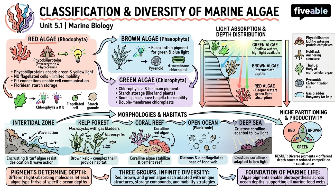 5.1 Classification and diversity of marine algae - Marine Biology - Unit 5 visual cheatsheet