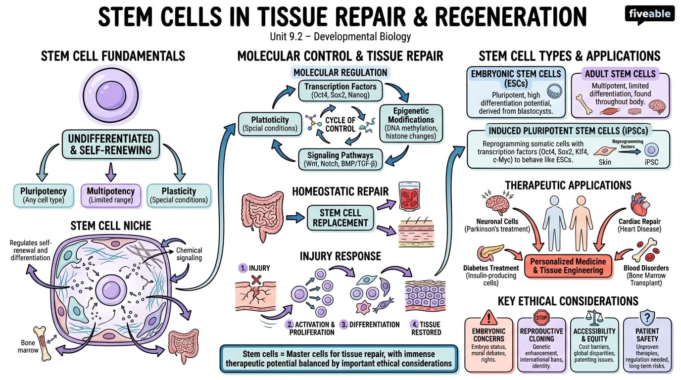 9.2 Stem cells in tissue repair and regeneration - Developmental Biology - Unit 9 visual cheatsheet