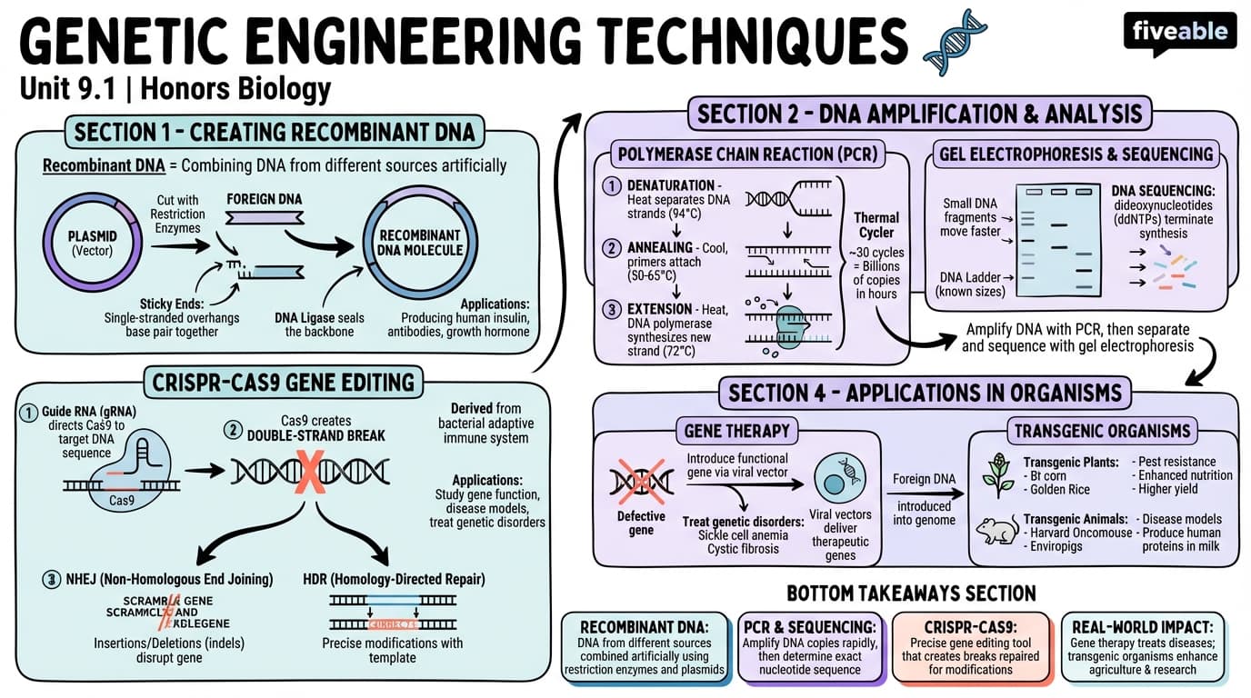 9.1 Genetic Engineering Techniques - Honors Biology - Unit 9 visual cheatsheet