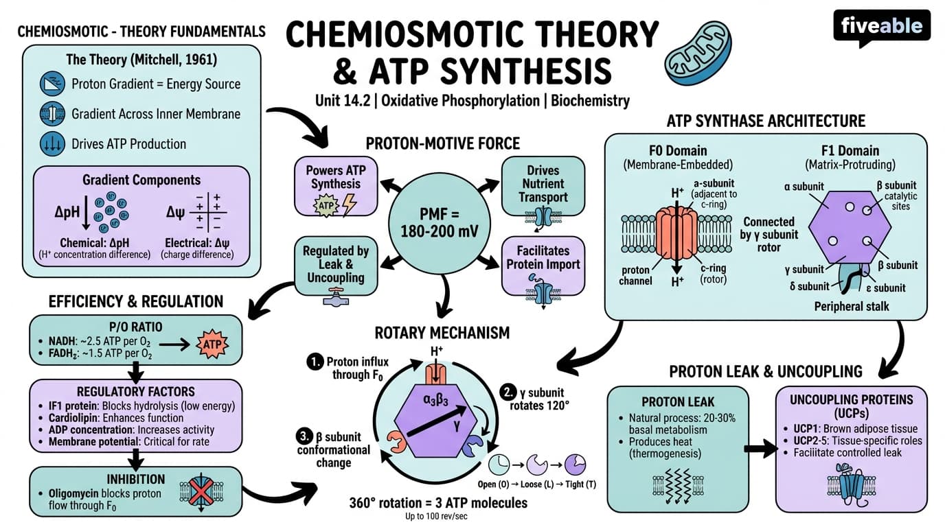 14.2 Chemiosmotic Theory and ATP Synthesis - Biochemistry - Unit 14 visual cheatsheet