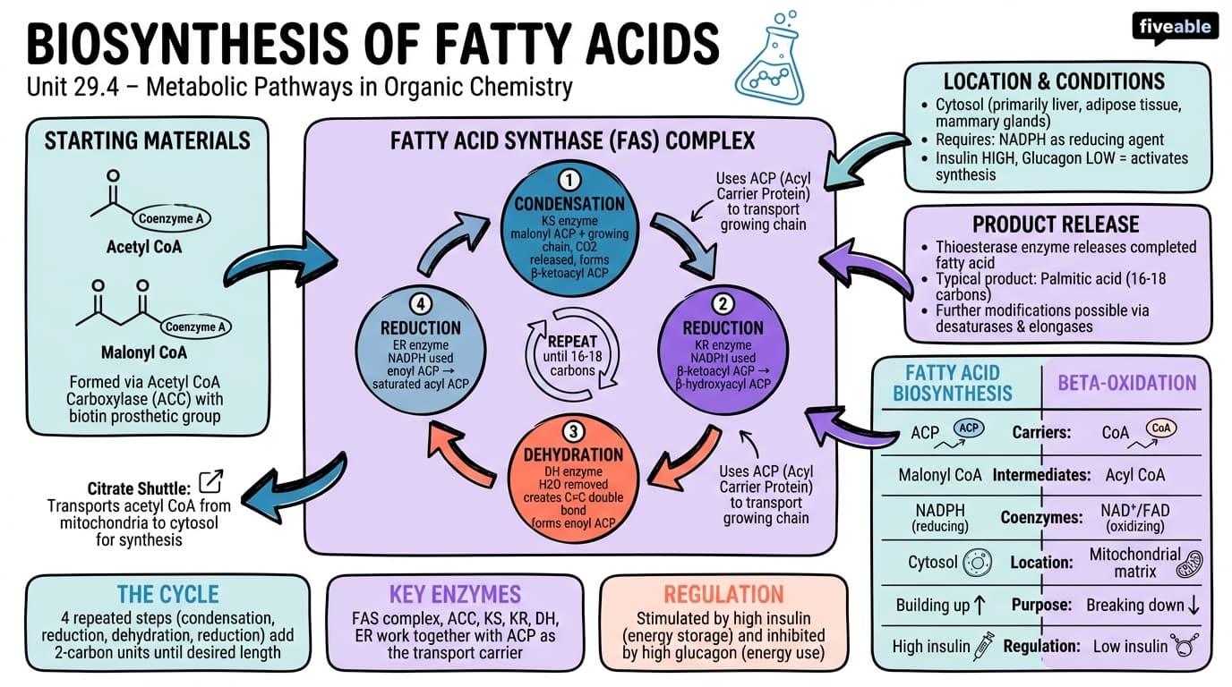 29.4 Biosynthesis of Fatty Acids - Organic Chemistry - Unit 29 visual cheatsheet
